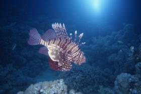 Rotfeuerfisch