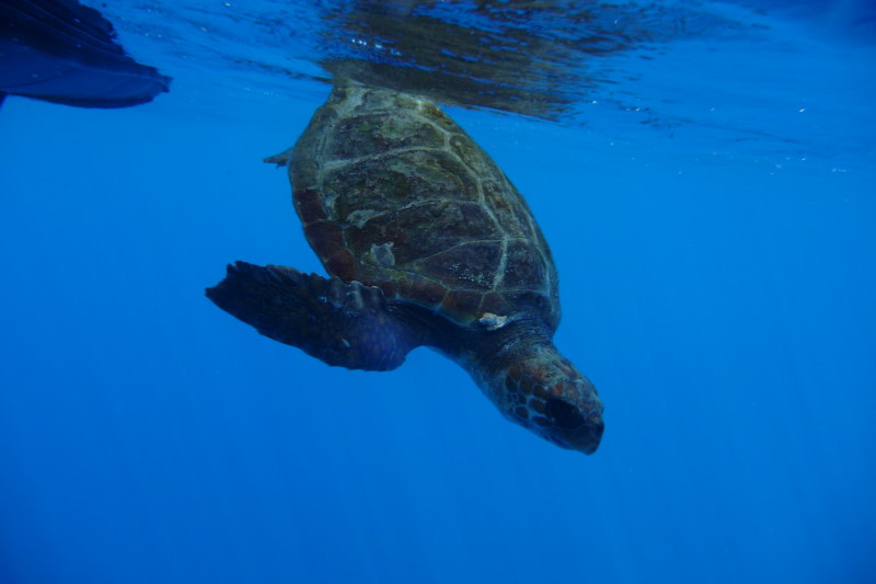 Whale Watching Madeira, Schildkröte