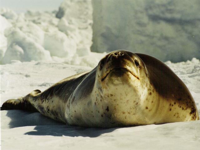 Expedition Antarktis auf der Polarstern Seeleopard