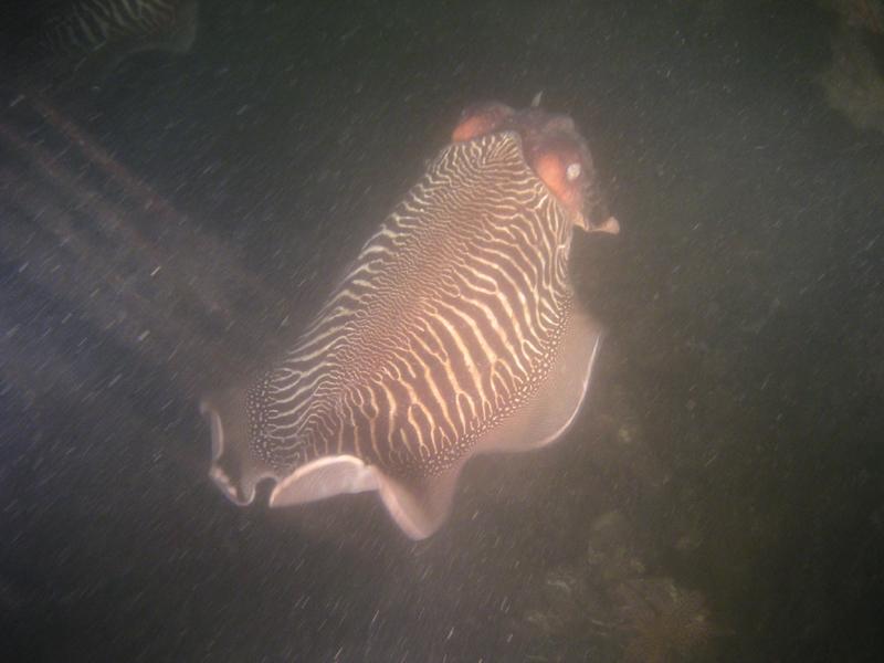 Sepiahochzeit Grevelinger Meer