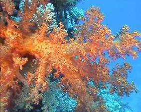 Softcoral