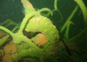 Spongilla