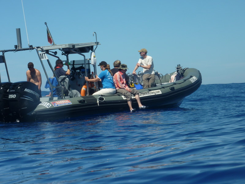 Whale Watching Madeira, Stenella