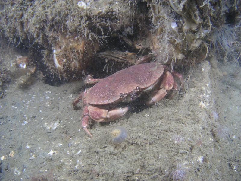 Krabbe Sepiahochzeit Grevelinger Meer