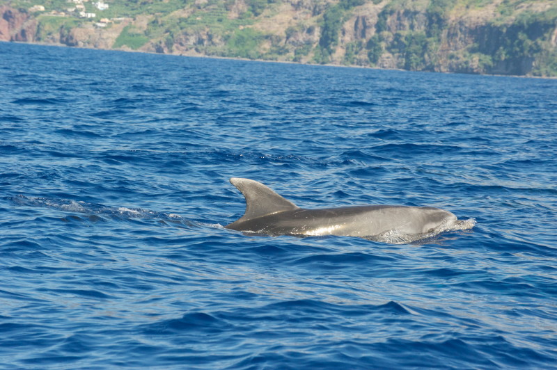 Whale Watching Madeira, Tümmler