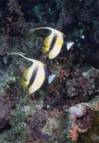 Wimpelfische