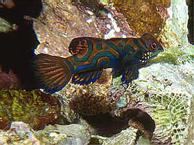 Indonesien Lembeh-Strait-Kunkungan-Bay-Resort Indonesien Lembeh-Strait-Kunkungan-Bay-Resort