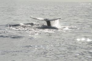 Whale Watching Madeira 2012