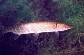 Fauna Am Blankenwasser – Ein großartiges Biotop